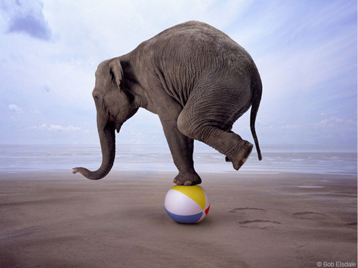 balancing-act-elephant